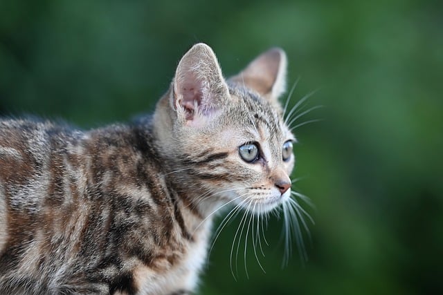 Orange Tabby Kitten