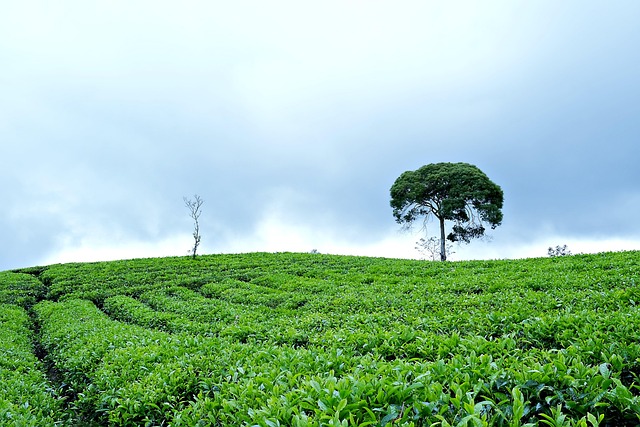 Peppermint Tea