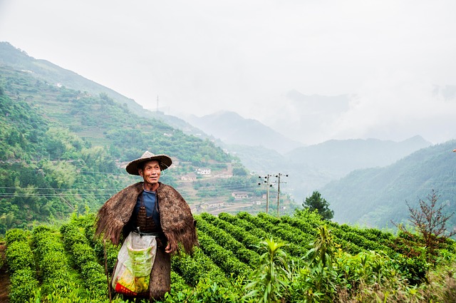 Unveiling the Fresh History of Peppermint Plant’s Origins