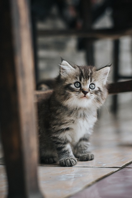 Playful Marmalade Cats