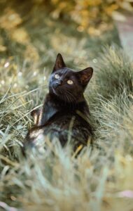 playful-marmalade-cats-640x480-32729295.jpeg