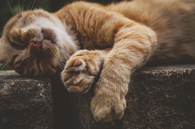 Playful Marmalade Cats