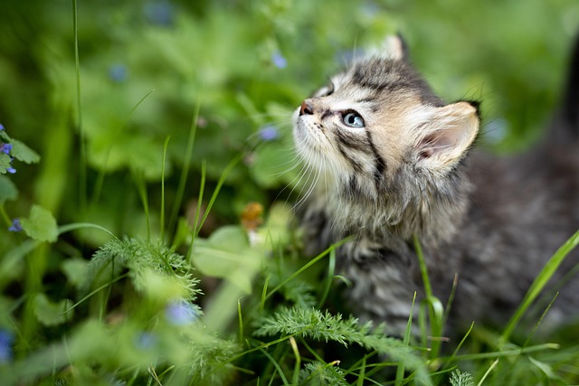 playful-marmalade-cats-640x480-67575237.jpeg