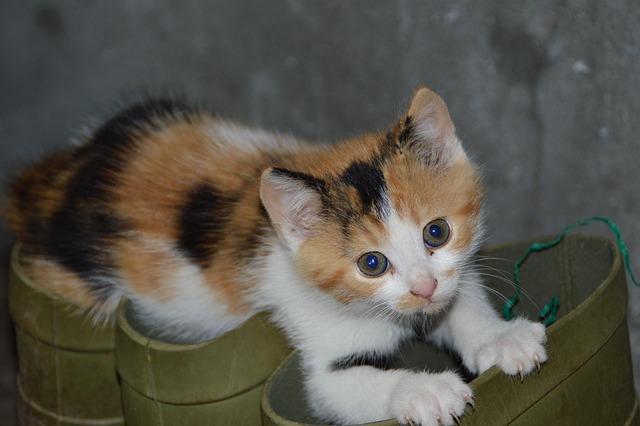Playful Marmalade Cats