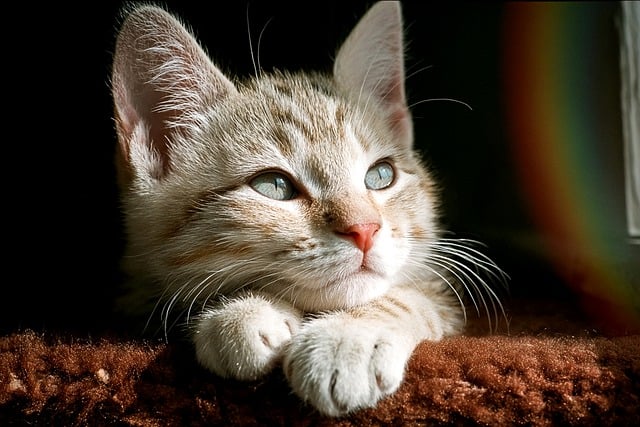 Playful Marmalade Cats