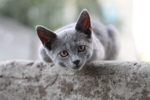 playful-marmalade-cats-640x480-76312389.jpeg