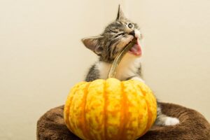 playful-marmalade-cats-640x480-85663344.jpeg