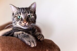 playful-marmalade-cats-640x480-94649738.jpeg