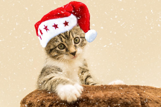 Playful Marmalade Cats