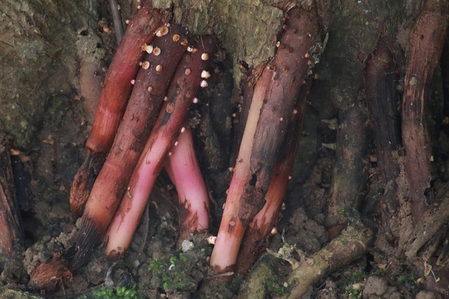 root canals