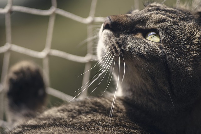 Tabby Cats