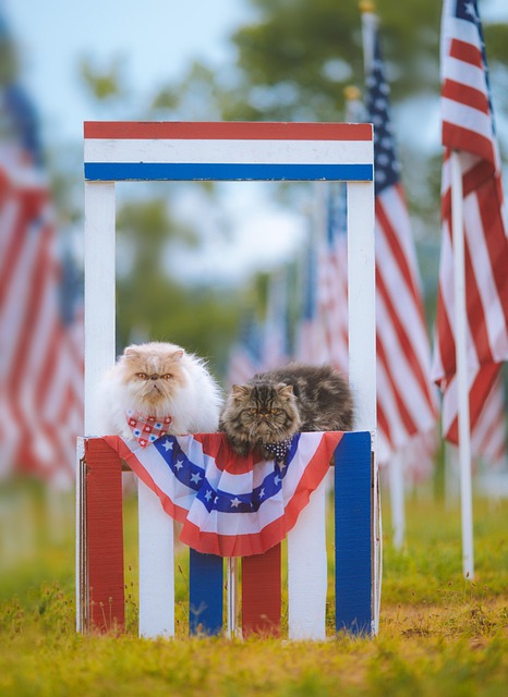 Tabby Cats