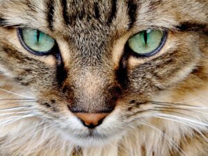 tabby-cats-640x480-47282569.jpeg
