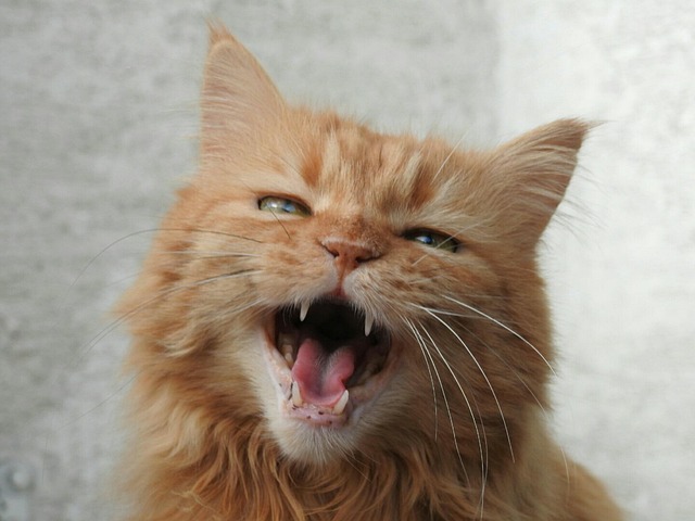 Tabby Cats