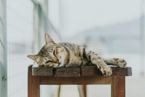 tabby-cats-640x480-93173377.jpeg