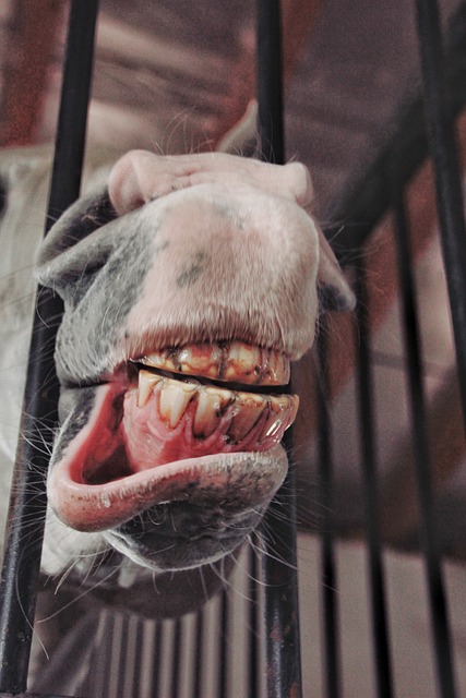 tooth extractions