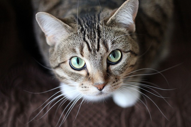 Unveiling the Magic of Adorable Orange Tabbies
