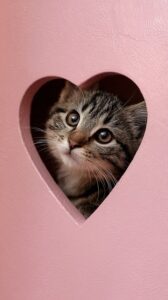 adorable-orange-tabbies-640x480-87053784.jpeg