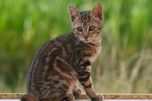 adorable-orange-tabbies-640x480-96648293.jpeg