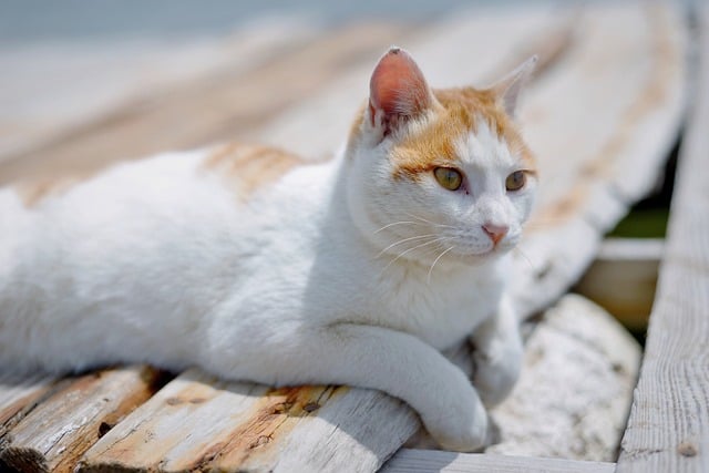 Unleash the Paw-some Charm of Ginger Feline Friends