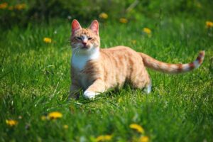 beautiful-orange-tabby-cats-640x480-13593465.jpeg