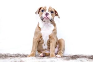 best-air-purifier-for-pets-640x480-25290266.jpeg
