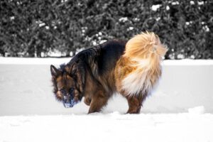 best-air-purifier-for-pets-640x480-37583128.jpeg