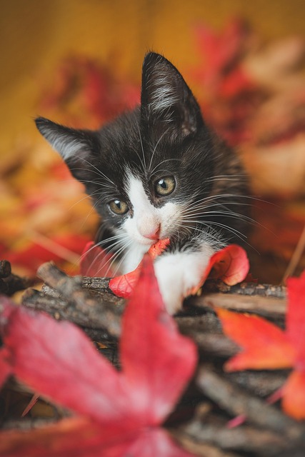 best air purifier for pets