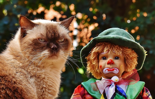 Cute Orange Cats