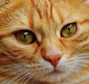 cute-orange-cats-640x480-68580544.jpeg