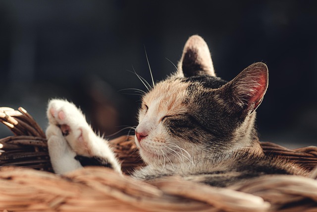 Cute Orange Cats