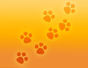 cute-orange-cats-640x480-95420373.jpeg