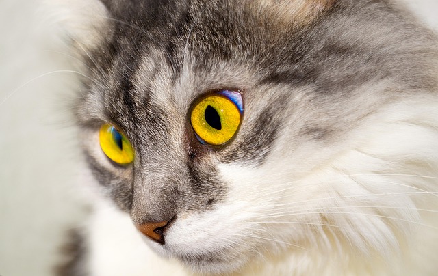 Domestic Cats