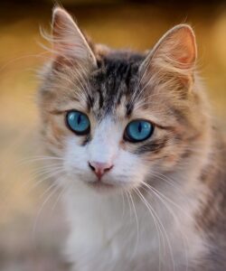 domestic-cats-640x480-15748766.jpeg
