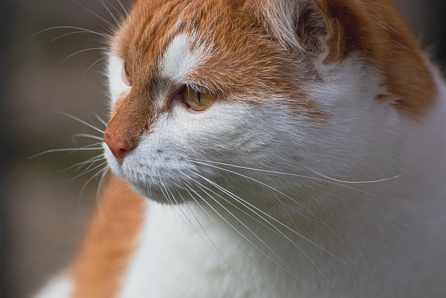 domestic-cats-640x480-17411734.jpeg