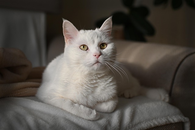 Domestic Cats