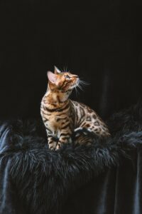 domestic-cats-640x480-35976640.jpeg