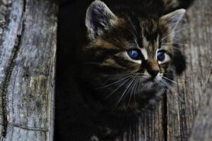 domestic-cats-640x480-57485043.jpeg