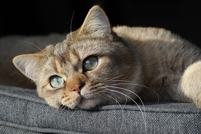 Domestic Cats