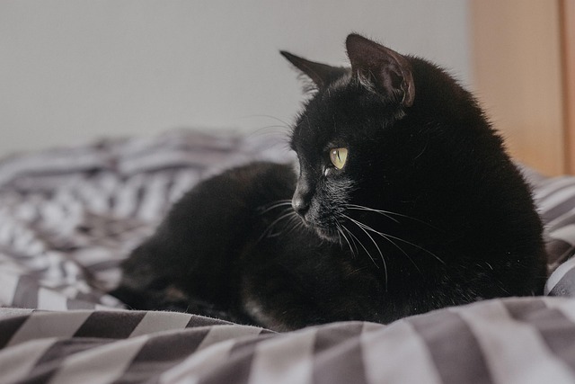 Domestic Cats