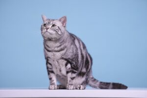 domestic-cats-640x480-96365298.jpeg
