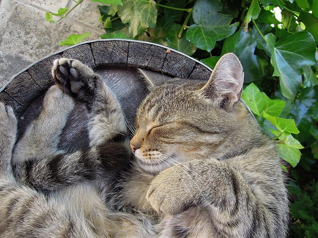 Domesticated Tabby Cats