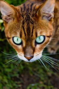 ginger-cats-640x480-40512236.jpeg