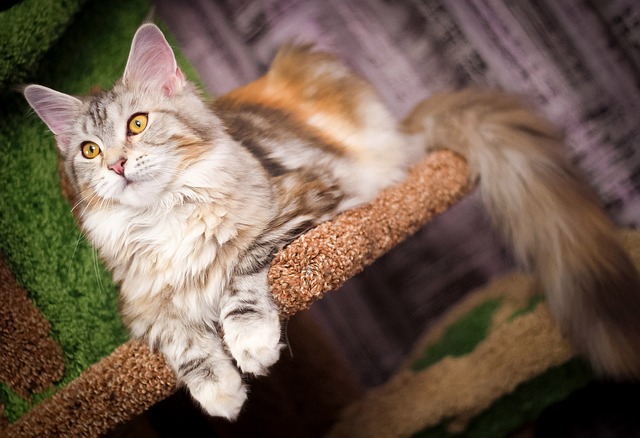 Unveiling Secrets of Adorable One-Cell Ginger Cats