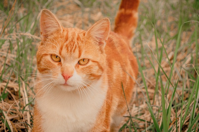 Ginger Kittens