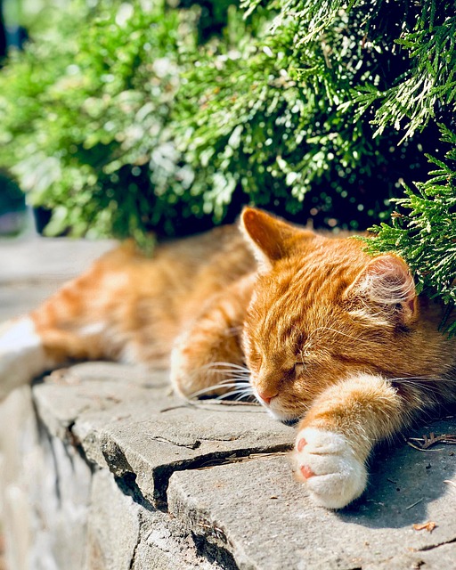 Ginger Kittens
