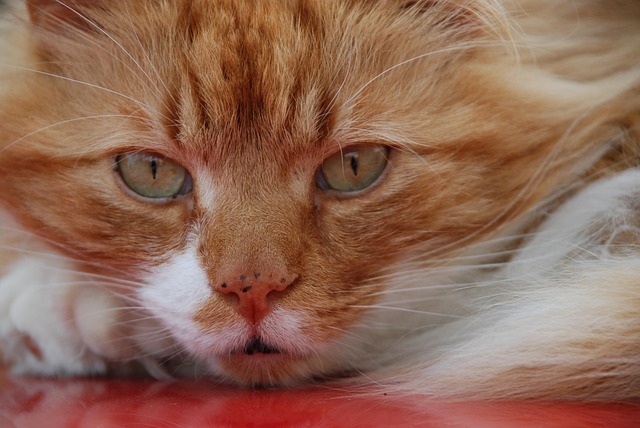 Ginger Kittens