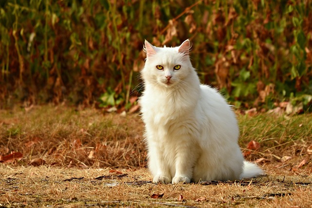 Marmalade Cats
