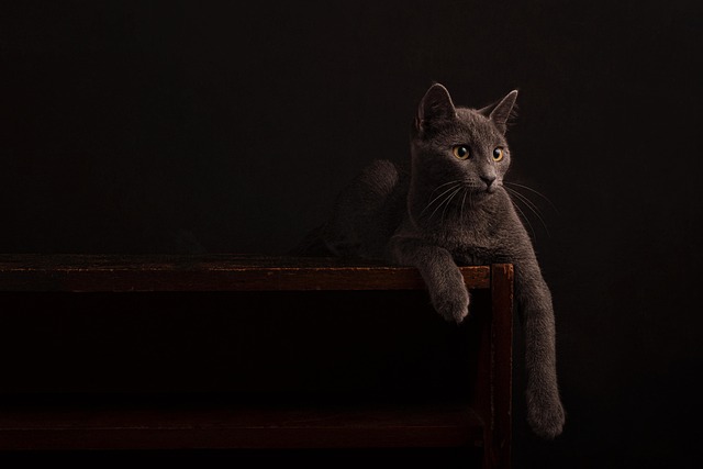 Marmalade Felines