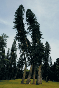 npressfetimg-1.png